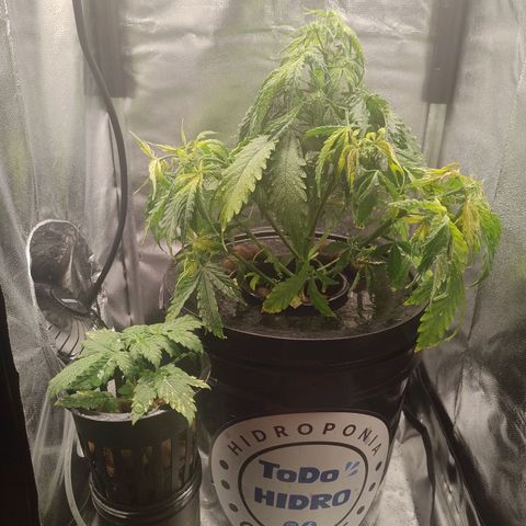 01 - PRECURSORA / Kush Auto growlog timeline photo