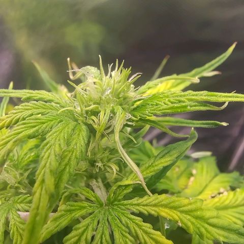 01 - PRECURSORA / Kush Auto growlog timeline photo
