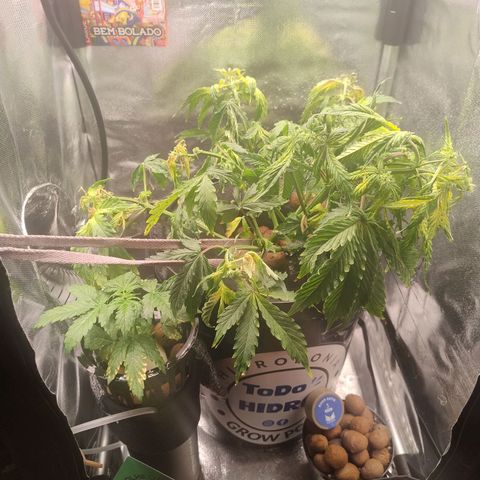 01 - PRECURSORA / Kush Auto growlog timeline photo