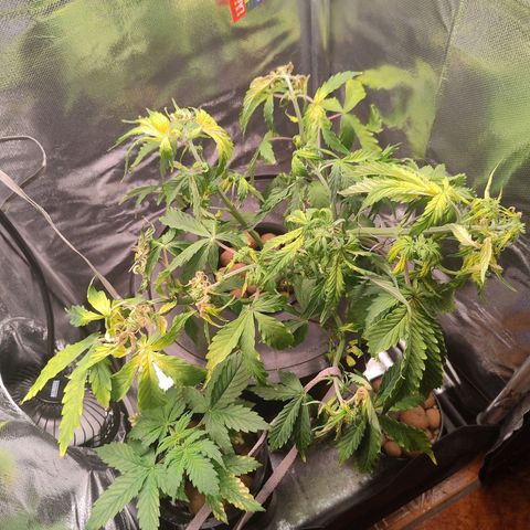 01 - PRECURSORA / Kush Auto growlog timeline photo