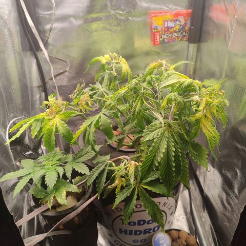 01 - PRECURSORA / Kush Auto growlog timeline photo