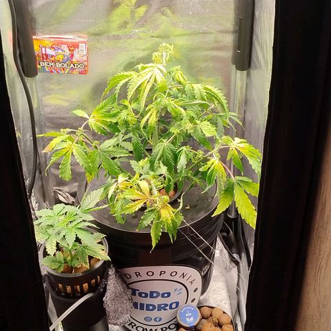 01 - PRECURSORA / Kush Auto growlog timeline photo