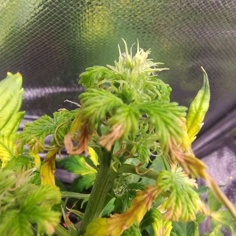 01 - PRECURSORA / Kush Auto growlog timeline photo