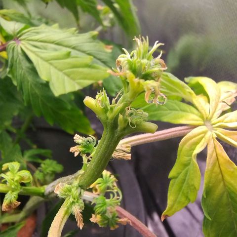 01 - PRECURSORA / Kush Auto growlog timeline photo