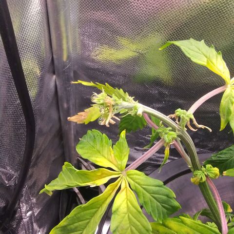 01 - PRECURSORA / Kush Auto growlog timeline photo