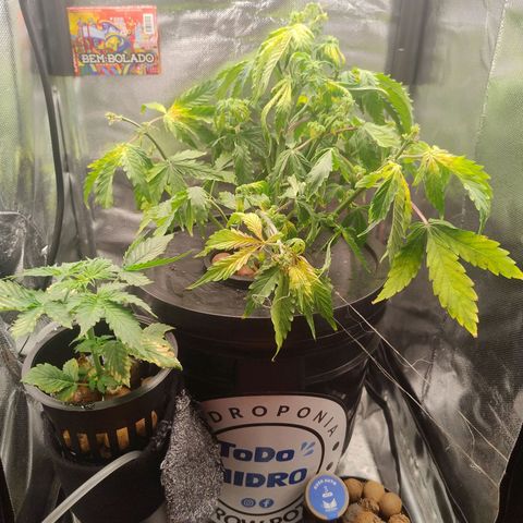 01 - PRECURSORA / Kush Auto growlog timeline photo
