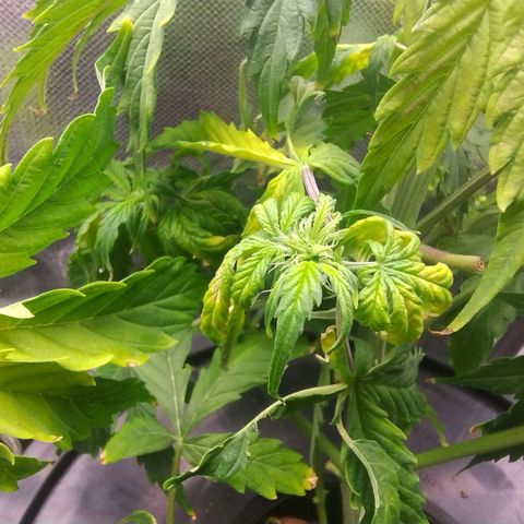 01 - PRECURSORA / Kush Auto growlog timeline photo
