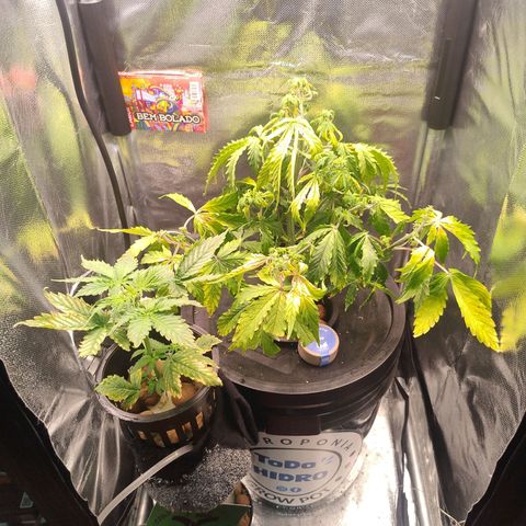 01 - PRECURSORA / Kush Auto growlog timeline photo