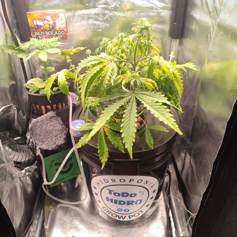 01 - PRECURSORA / Kush Auto growlog timeline photo