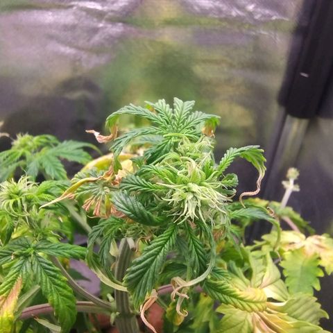 01 - PRECURSORA / Kush Auto growlog timeline photo