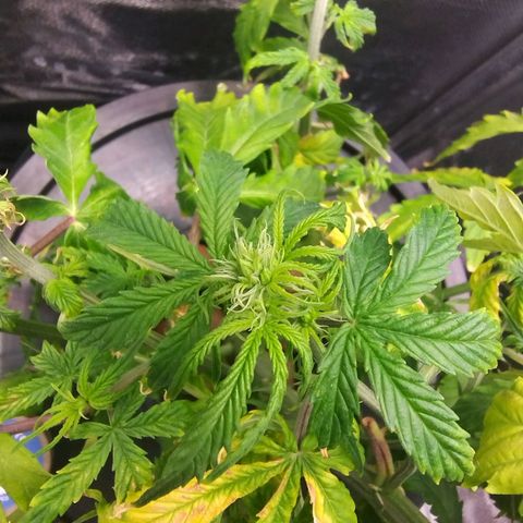 01 - PRECURSORA / Kush Auto growlog timeline photo