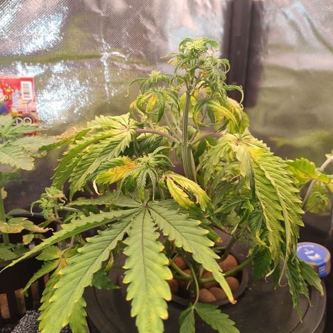 01 - PRECURSORA / Kush Auto growlog timeline photo