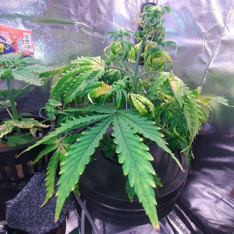01 - PRECURSORA / Kush Auto growlog timeline photo