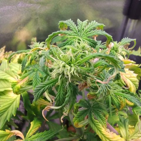 01 - PRECURSORA / Kush Auto growlog timeline photo