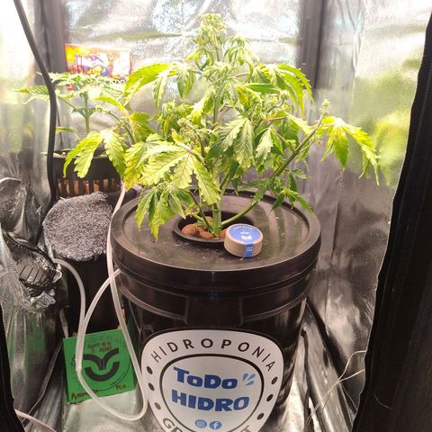 01 - PRECURSORA / Kush Auto growlog timeline photo