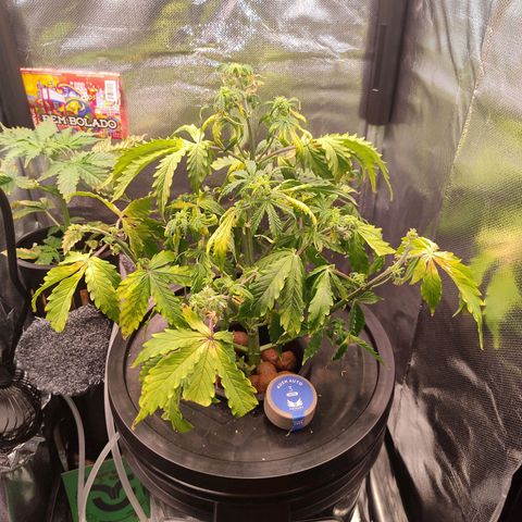 01 - PRECURSORA / Kush Auto growlog timeline photo