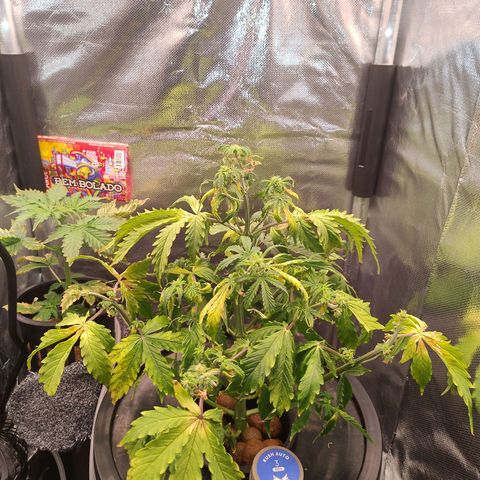 01 - PRECURSORA / Kush Auto growlog timeline photo