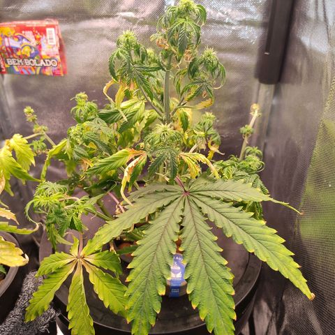 01 - PRECURSORA / Kush Auto growlog timeline photo