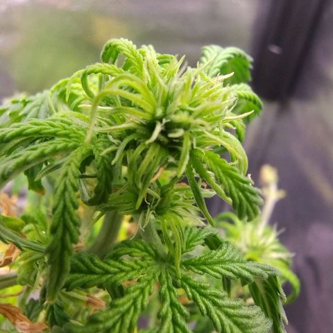 01 - PRECURSORA / Kush Auto growlog timeline photo
