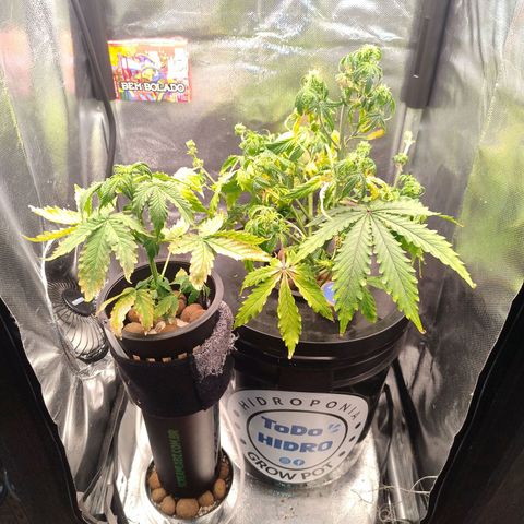 01 - PRECURSORA / Kush Auto growlog timeline photo