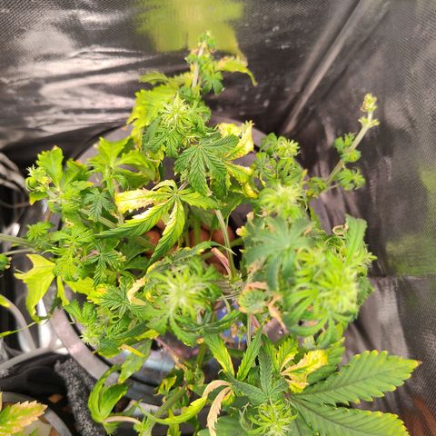 01 - PRECURSORA / Kush Auto growlog timeline photo