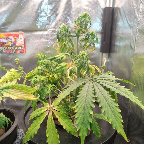 01 - PRECURSORA / Kush Auto growlog timeline photo