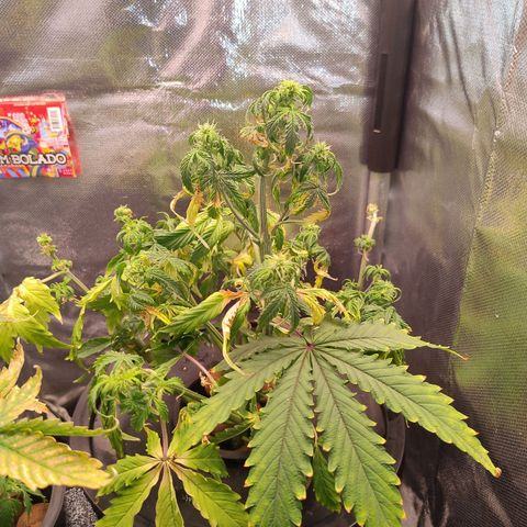 01 - PRECURSORA / Kush Auto growlog timeline photo