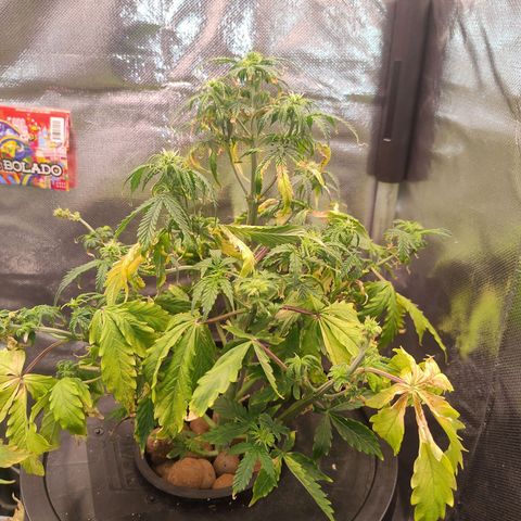 01 - PRECURSORA / Kush Auto growlog timeline photo