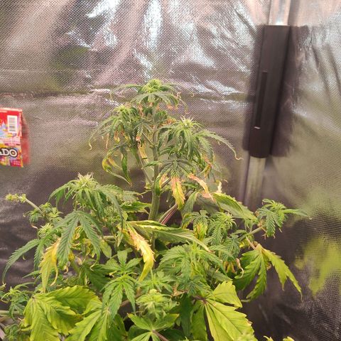 01 - PRECURSORA / Kush Auto growlog timeline photo