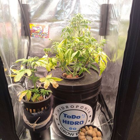 01 - PRECURSORA / Kush Auto growlog timeline photo