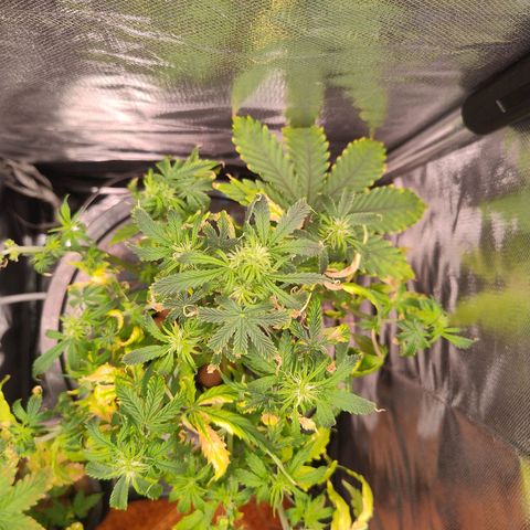 01 - PRECURSORA / Kush Auto growlog timeline photo