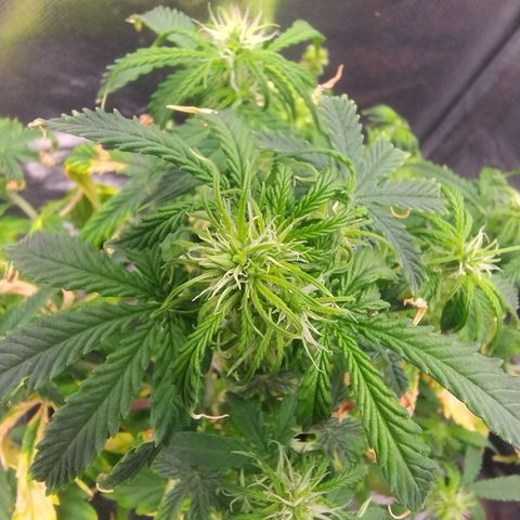 01 - PRECURSORA / Kush Auto growlog timeline photo