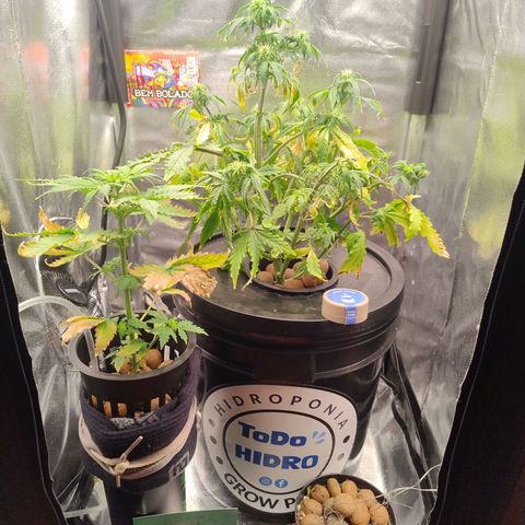 01 - PRECURSORA / Kush Auto growlog timeline photo