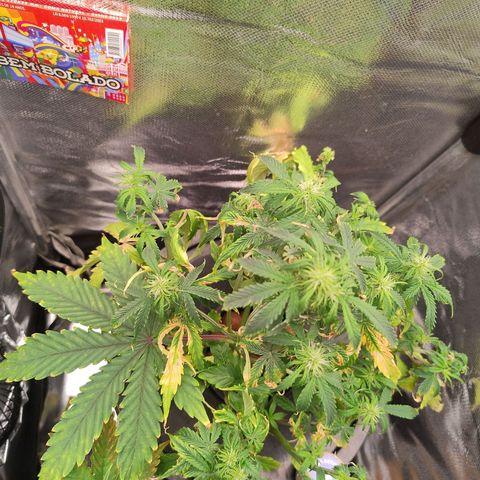 01 - PRECURSORA / Kush Auto growlog timeline photo
