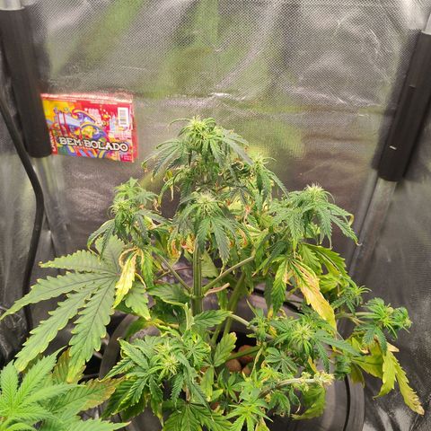 01 - PRECURSORA / Kush Auto growlog timeline photo