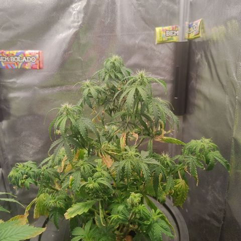 01 - PRECURSORA / Kush Auto growlog timeline photo