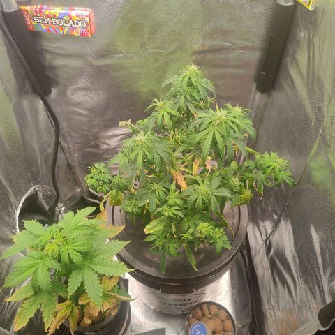 01 - PRECURSORA / Kush Auto growlog timeline photo