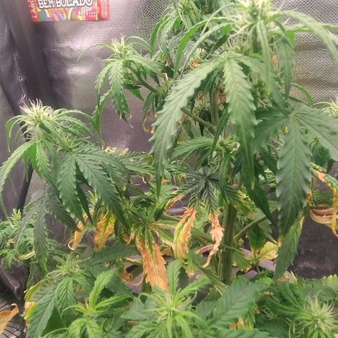 01 - PRECURSORA / Kush Auto growlog timeline photo
