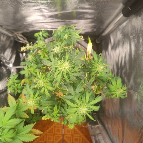 01 - PRECURSORA / Kush Auto growlog timeline photo