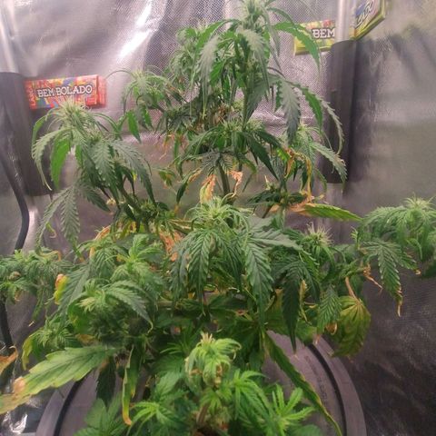 01 - PRECURSORA / Kush Auto growlog timeline photo