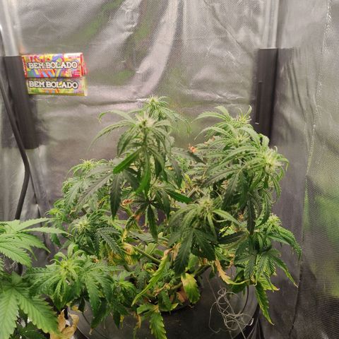 01 - PRECURSORA / Kush Auto growlog timeline photo