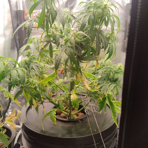 01 - PRECURSORA / Kush Auto growlog timeline photo