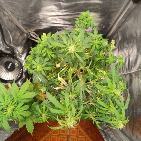 01 - PRECURSORA / Kush Auto growlog timeline photo