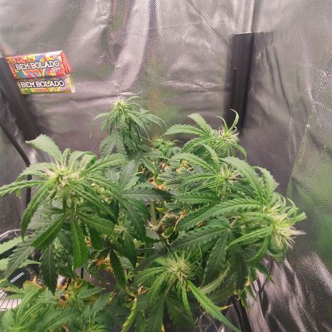 01 - PRECURSORA / Kush Auto growlog timeline photo