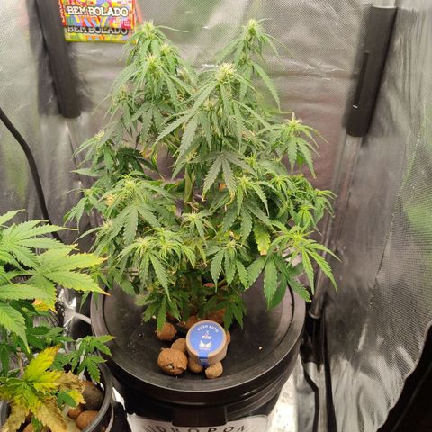 01 - PRECURSORA / Kush Auto growlog timeline photo