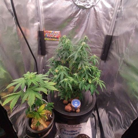 01 - PRECURSORA / Kush Auto growlog timeline photo