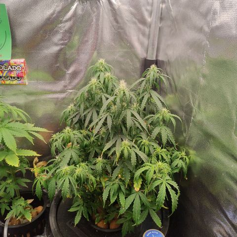 01 - PRECURSORA / Kush Auto growlog timeline photo