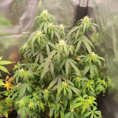 01 - PRECURSORA / Kush Auto growlog timeline photo