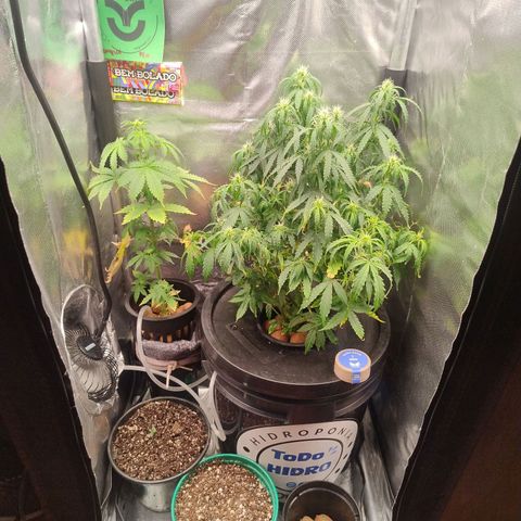01 - PRECURSORA / Kush Auto growlog timeline photo
