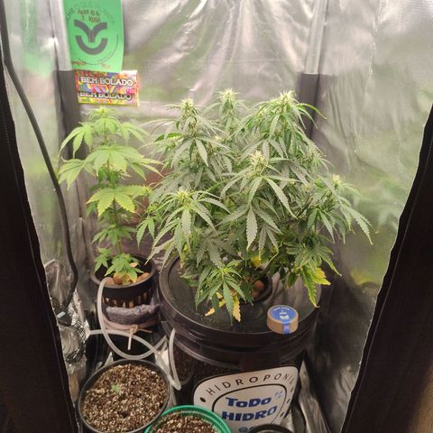 01 - PRECURSORA / Kush Auto growlog timeline photo